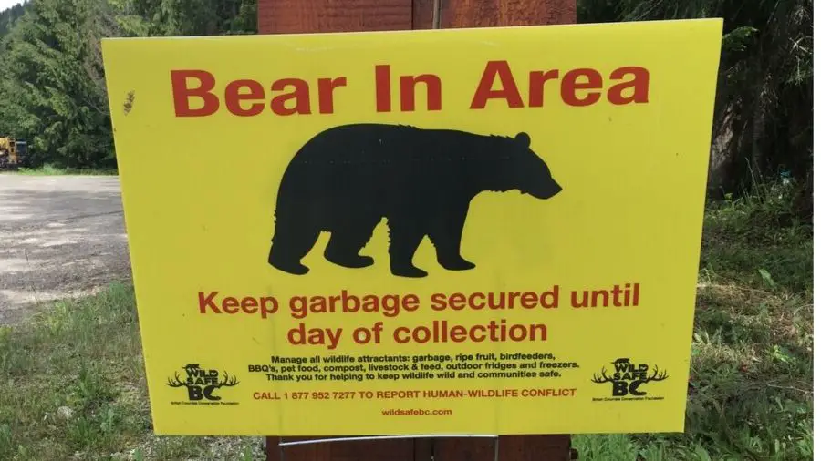 Are Pop-up Campers Safe From Bears?