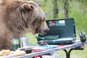bear-in-a-campsite 3