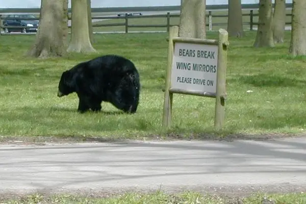 Can A Bear Break Into An RV? (Stopping Unwanted Guests) 4