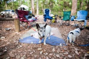 dogs-on-camping-with-leash 3